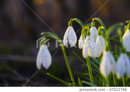 Blooming spring snowdrops in the forest in golden hour 87822786
