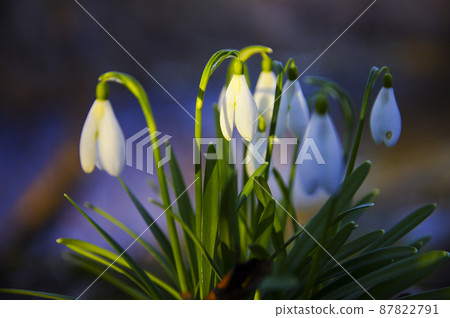 Blooming spring snowdrops in the forest in golden hour 87822791