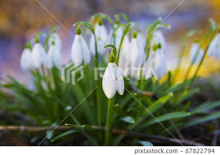 Blooming spring snowdrops in the forest in golden hour Blooming spring snowdrops in the forest in golden hour 87822794