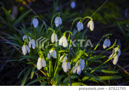 Blooming spring snowdrops in the forest in golden hour 87822795