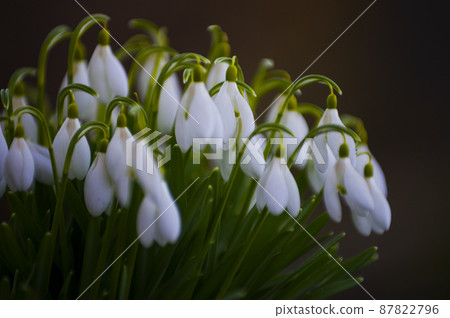 Blooming spring snowdrops in the forest in golden hour 87822796