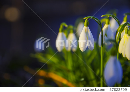 Blooming spring snowdrops in the forest in golden hour 87822799