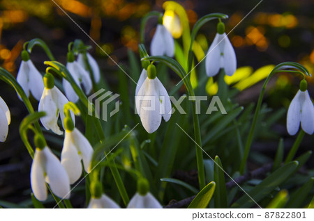 Blooming spring snowdrops in the forest in golden hour 87822801