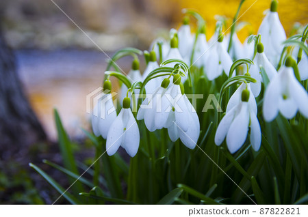 Blooming spring snowdrops in the forest in golden hour Blooming spring snowdrops in the forest in golden hour 87822821