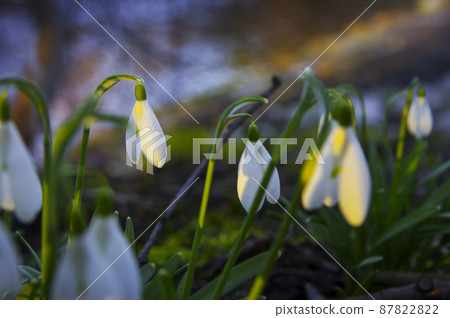 Blooming spring snowdrops in the forest in golden hour Blooming spring snowdrops in the forest in golden hour 87822822