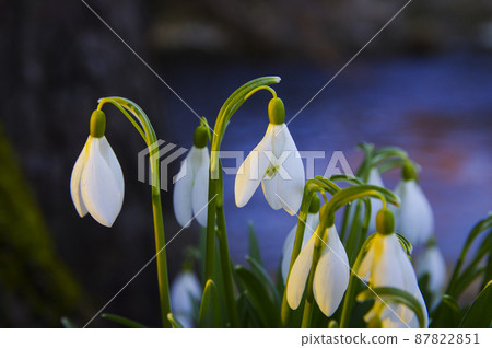 Blooming spring snowdrops in the forest in golden hour 87822851