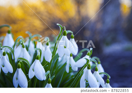 Blooming spring snowdrops in the forest in golden hour 87822855