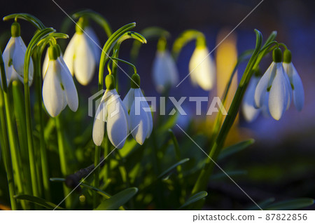 Blooming spring snowdrops in the forest in golden hour Blooming spring snowdrops in the forest in golden hour 87822856