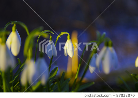 Blooming spring snowdrops in the forest in golden hour Blooming spring snowdrops in the forest in golden hour 87822870