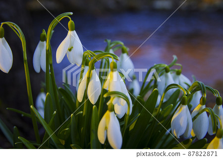 Blooming spring snowdrops in the forest in golden hour Blooming spring snowdrops in the forest in golden hour 87822871