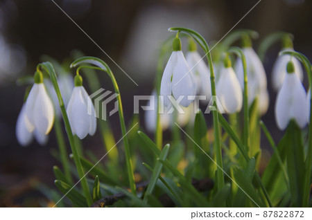 Blooming spring snowdrops in the forest in golden hour 87822872