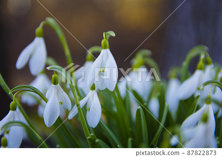 Blooming spring snowdrops in the forest in golden hour Blooming spring snowdrops in the forest in golden hour 87822873