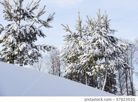 young pine trees on a hill covered with snow 87823010