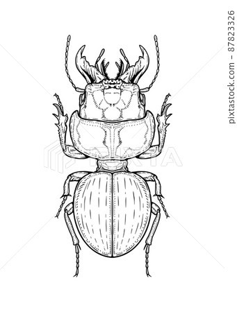 Bug. Vector illustration in graphic style isolated on white background. 87823326