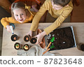 Happy children are planting plants at home. girl and boy sow seeds in natural gardening pots. 87823648