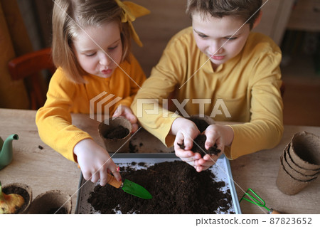 Happy children are planting plants at home. girl and boy sow seeds in natural gardening pots. 87823652