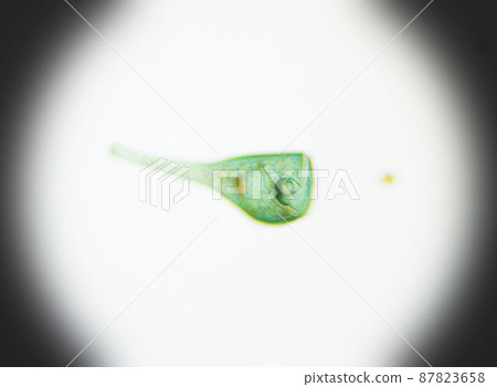 Ciliates Stentor found in freshwater pond under the light microscope Ciliates Stentor found in freshwater pond under the light microscope 87823658