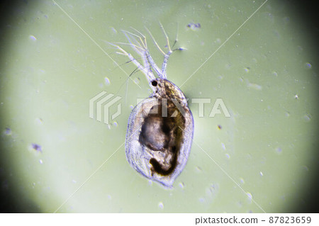 Zooplankton Water Flea Daphnia, microscopic image of crustacea Zooplankton Water Flea Daphnia, microscopic image of crustacea 87823659