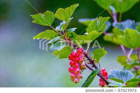 Drops of water on clusters of ripening red currants on a bush after rain 87823972