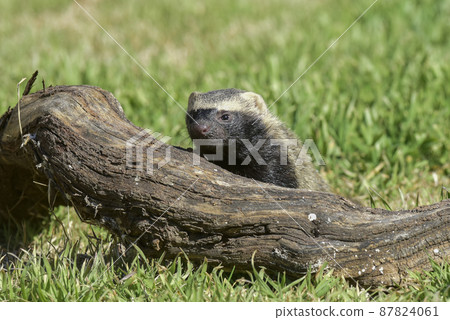 Patagonia grison,Pampas, , Argentina 87824061