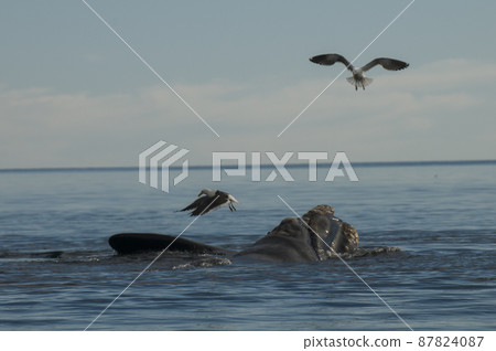 Gull and whale, Patagonia Argentina 87824087