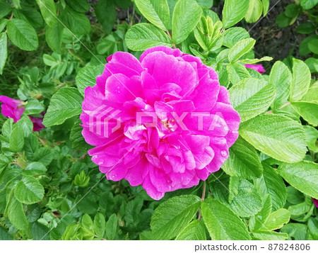 Bright lush fragrant blooming pink wild rose, rosehip flower 87824806