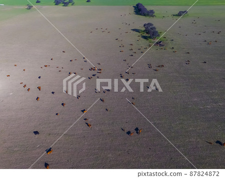 Beef production ,natural grass, Pampas, Argentina Beef production ,natural grass, Pampas, Argentina 87824872