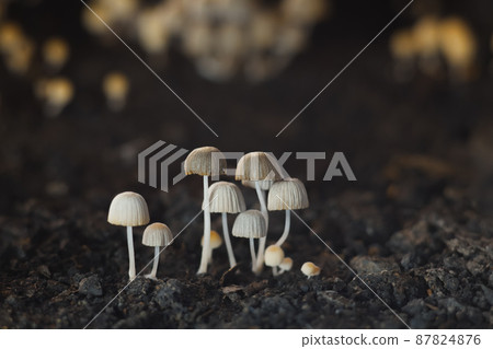 Small mushrooms toadstools. Selective focus 87824876