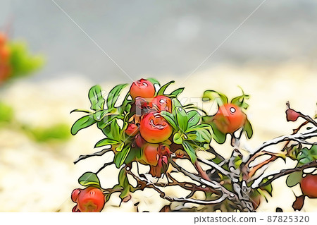 柔和的“越橘果實”插圖圖像 柔和的“越橘果實”插圖圖像 87825320