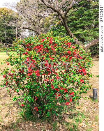 Blurred flowers in Kita-no-maru Park, Kudan, Tokyo Blurred flowers in Kita-no-maru Park, Kudan, Tokyo 87825414