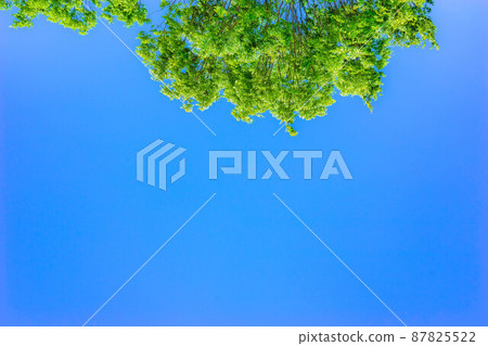 Blue sky and fresh green [Aichi Prefecture] 87825522