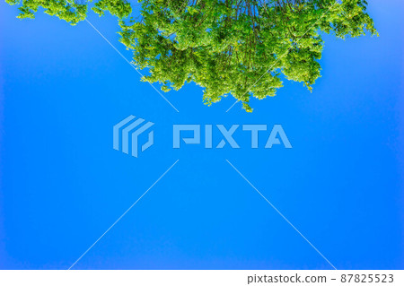 Blue sky and fresh green [Aichi Prefecture] 87825523
