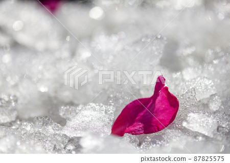 The petals of sasanqua flowers that fell on the snow. The petals of sasanqua flowers that fell on the snow. 87825575