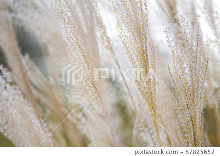 Winter pampas grass. 87825652