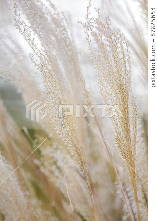 Winter pampas grass. 87825653