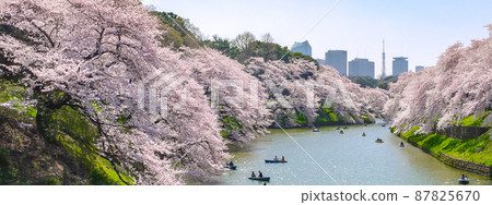 A row of cherry blossom trees in Chidorigafuchi, Kudan, Tokyo A row of cherry blossom trees in Chidorigafuchi, Kudan, Tokyo 87825670