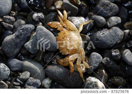 岸蟹的漂浮屍體 岸蟹的漂浮屍體 87825676