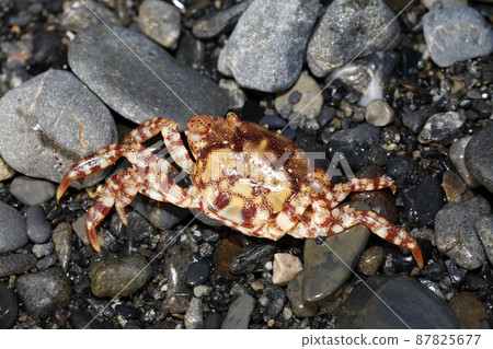 岸蟹的漂浮屍體 87825677