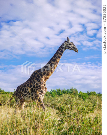 Masai Giraffe in Masai Mara National Park, Kenya 87826023