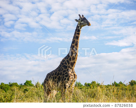 Masai Giraffe in Masai Mara National Park, Kenya 87826038