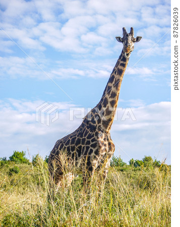 Masai Giraffe in Masai Mara National Park, Kenya 87826039