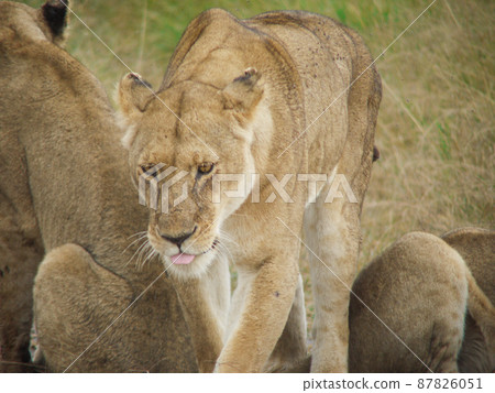 Lion in Masai Mara National Park, Kenya Lion in Masai Mara National Park, Kenya 87826051