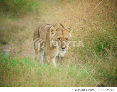 Lion in Masai Mara National Park, Kenya 87826058