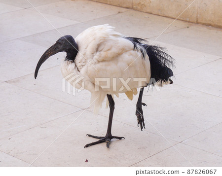 Black-headed ibis flying to a hotel near Sweetwater, Kenya Black-headed ibis flying to a hotel near Sweetwater, Kenya 87826067