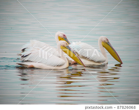 Great White Pelican in Lake Nakuru National Park, Kenya Great White Pelican in Lake Nakuru National Park, Kenya 87826068