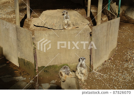 Mya Cat的家人 Mya Cat的家人 87826070
