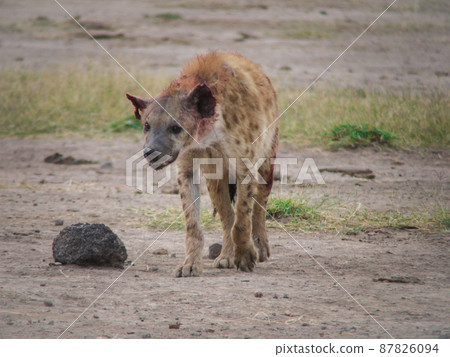 Injured spotted hyena in Amboseli National Park, Kenya 87826094