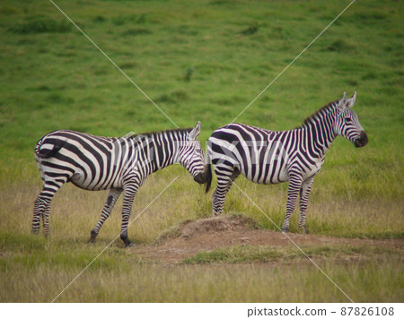 Grant's zebra in Amboseli National Park, Kenya Grant's zebra in Amboseli National Park, Kenya 87826108