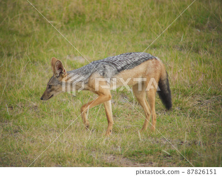 肯尼亞安博塞利國家公園的黑背豺 肯尼亞安博塞利國家公園的黑背豺 87826151