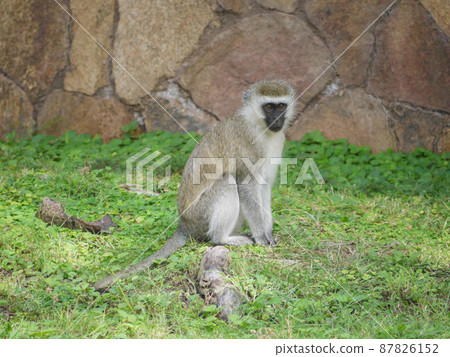 肯尼亞安博塞利國家公園的薩凡納猴 肯尼亞安博塞利國家公園的薩凡納猴 87826152